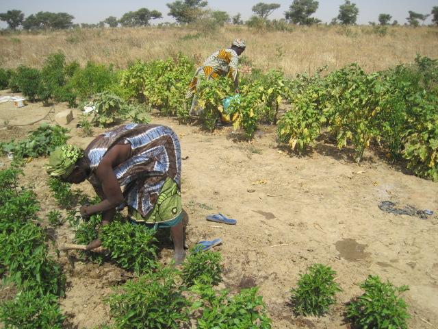 Boky Were 1 - Planter 1