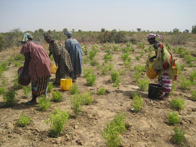 Boky Were 2 - Vanning av planter 2