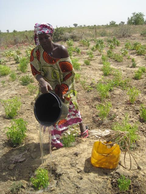 Boky Were 2 - Vanning av planter
